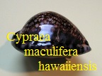 Cypraea maculifera f. hawaiiensis, Schilder 1932